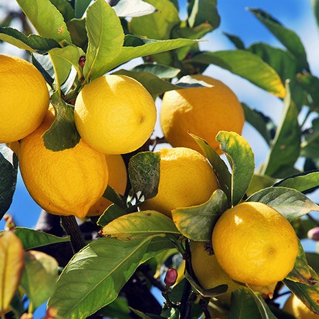 Lemon path on the Amalfi Coast